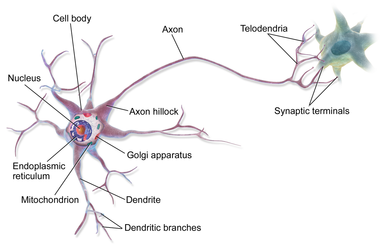 Motor Axon Guidance: Directing Mammalian Nerve Development