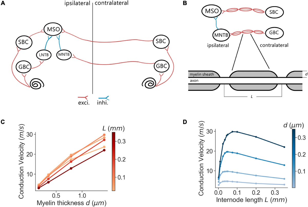 Peripheral Axon Guidance: Shaping the Nervous System's Edges